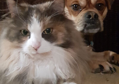 ein hund und eine katze liegen nebeneinander