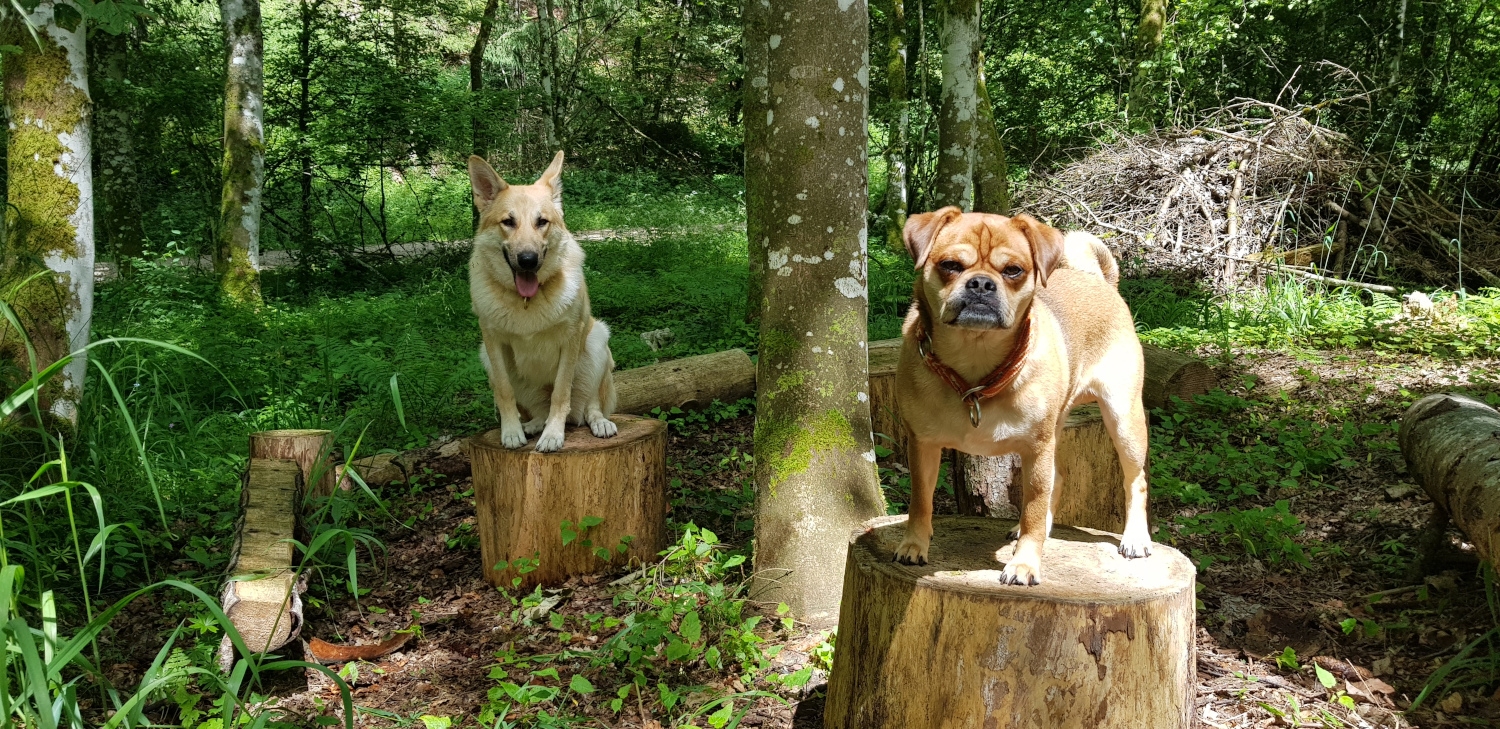 zwei hunde auf je einem baumstumpf