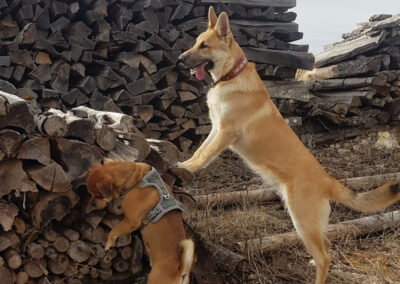 zwei hunde an einem holzstapel