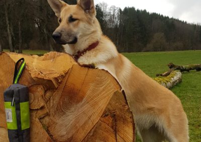 schäferhund an einem baumstamm