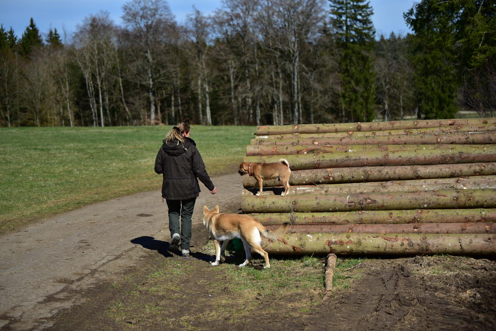 Mensch und Hund