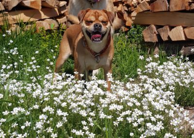 zwei hunde auf einer wiese mit holzstapel im hintergrund