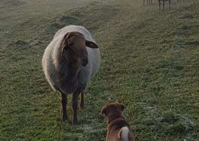 ein hund mit einem schaf