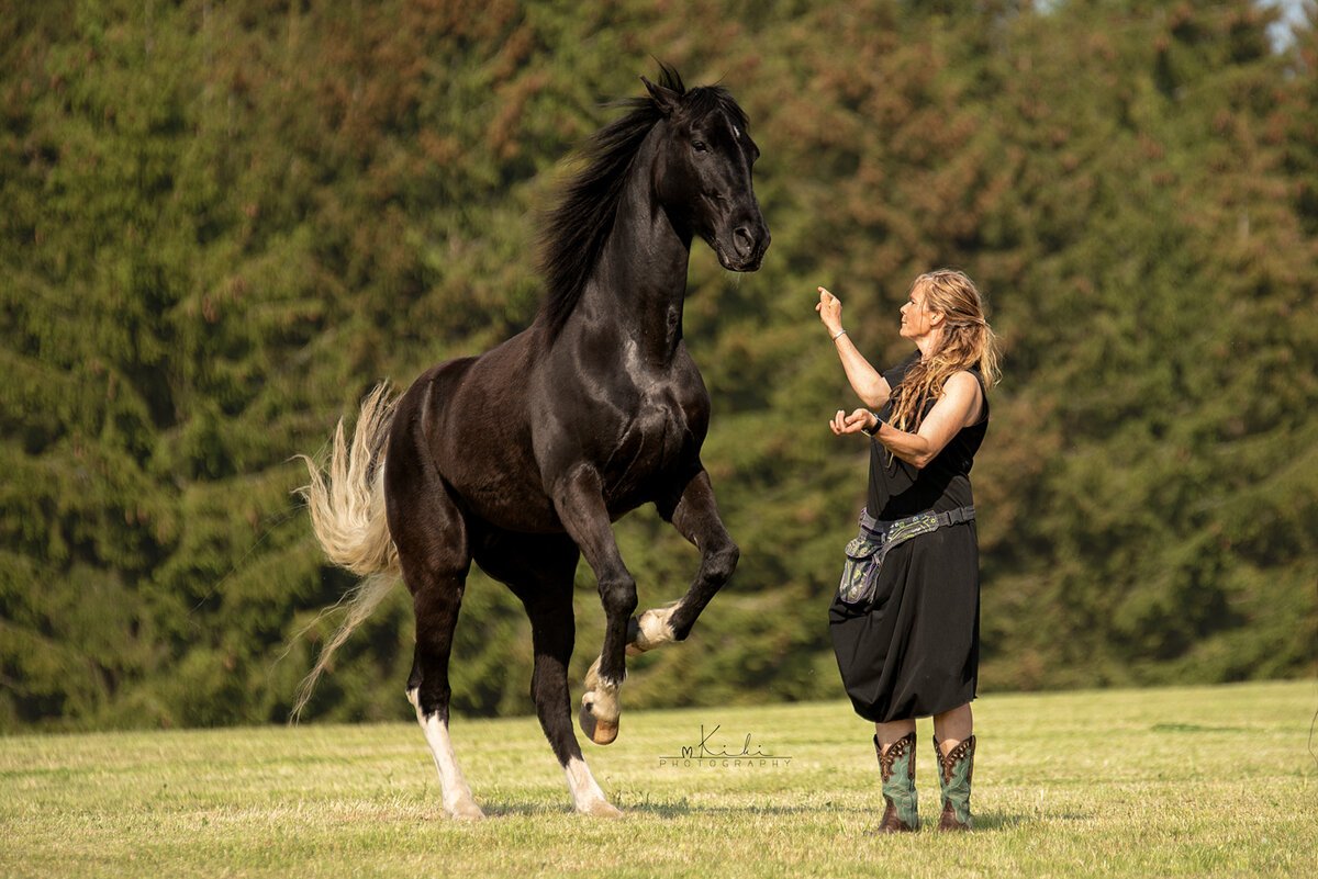 schwarzes pferd steigt